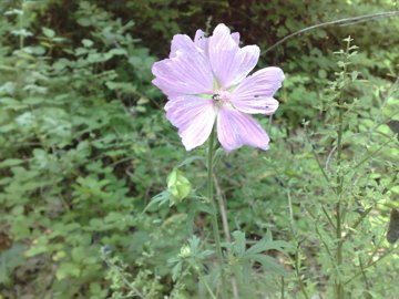 Malva moschata